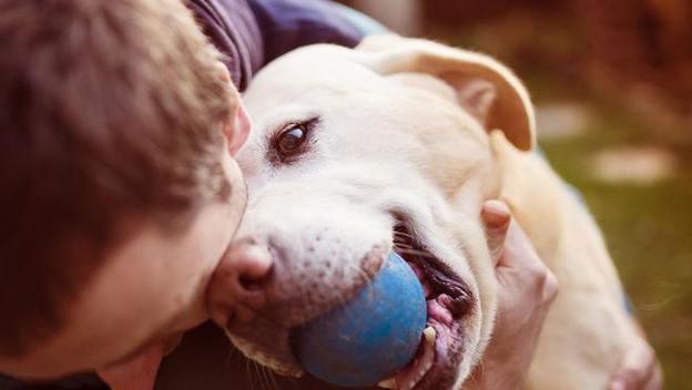 如何辨别狂犬狗（宠物主人必看）