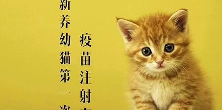 小猫体温测量全攻略（如何给宠物小猫正确测量体温）