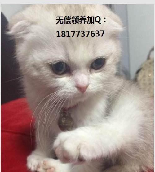 以折耳猫能否生小猫（探究折耳猫的生殖能力与遗传特征）