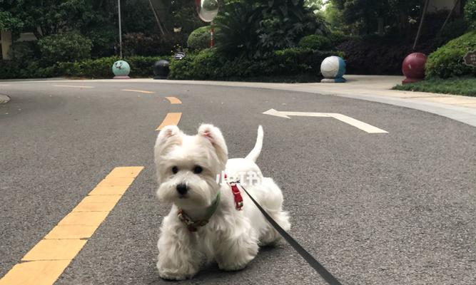 遛狗不跟我走，该怎么办（宠物狗不听话的原因及训练方法）