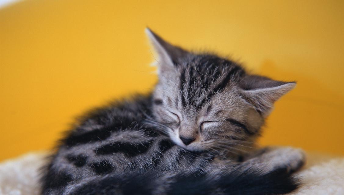 猫妈妈教小猫捉老鼠的正确姿势（宠物猫学习捕鼠技巧的秘诀与注意事项）