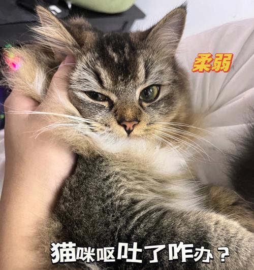 宠物猫呕吐出活虫子，如何预防和治疗（了解猫咪肠道寄生虫的症状和危害）