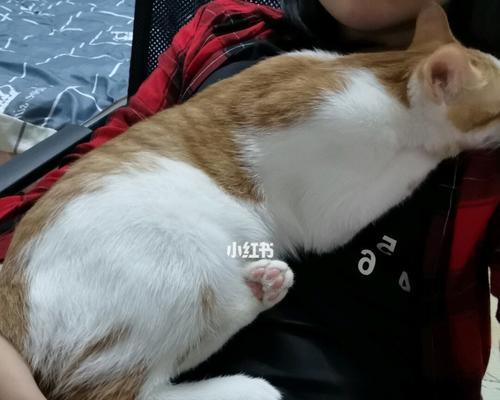 猫咪摔了后腿肿了，怎么办（以宠物为主）