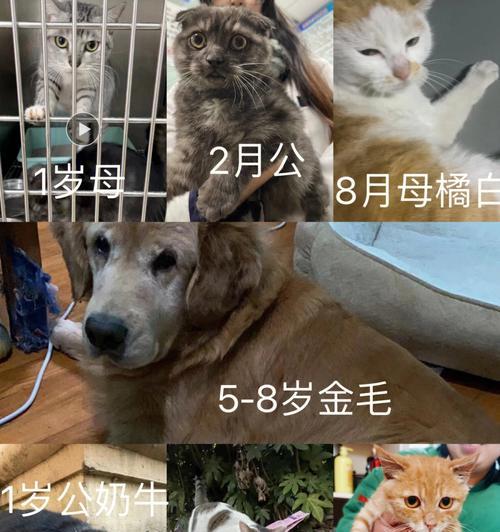 南京猫咪领养豆瓣，寻找爱的港湾（让宠物成为你生活中的一部分）