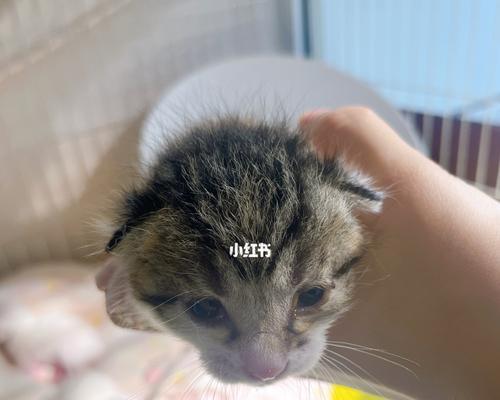 幼猫的饮食指南（宠物猫咪的健康从小开始）