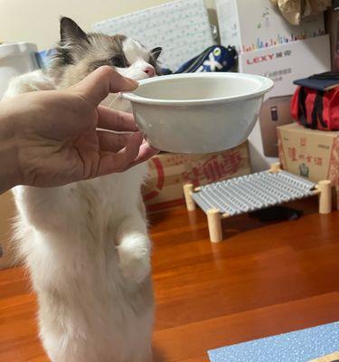 小猫2天没吃饭怎么办？如何判断是否需要看兽医？