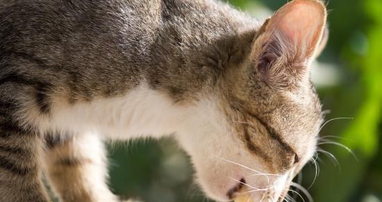 小猫不吃碗里的食物怎么办？如何训练小猫正确进食？