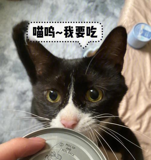 小猫吃肉后不吃猫粮了怎么办？如何调整饮食恢复食欲？