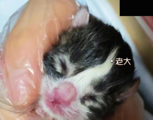 小猫出生后该怎么照顾？新手养猫必知的护理要点是什么？