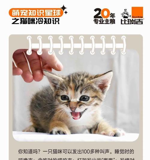 小猫的叫声都代表什么？如何理解不同叫声背后的含义？