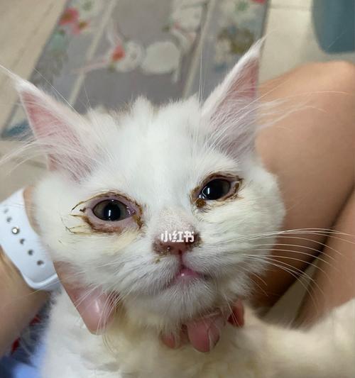 小猫脚掌裂纹和眼屎是什么原因？如何处理？