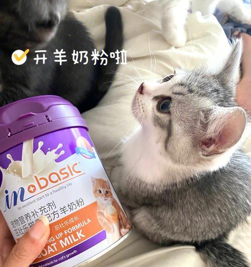 小猫喝婴儿奶粉安全吗？可能的健康风险是什么？