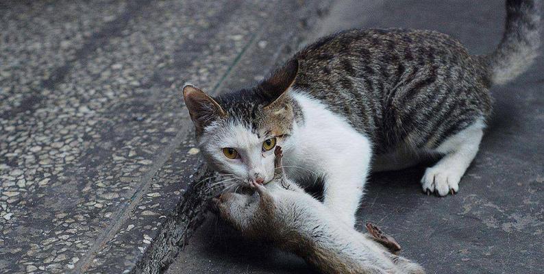 小猫老想抓东西怎么办？如何训练猫咪不抓家具？