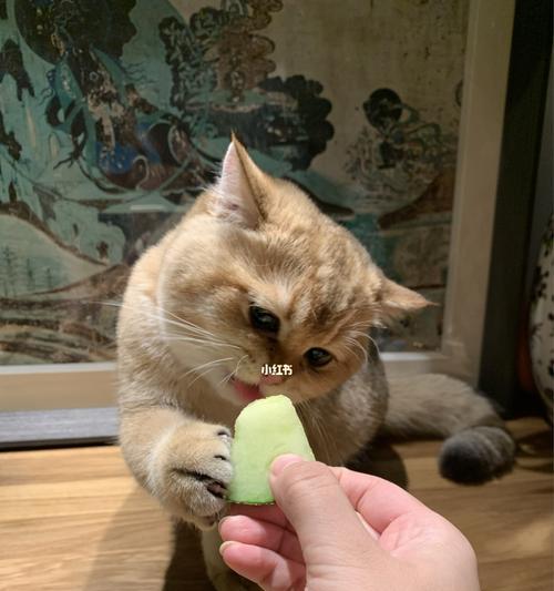 小猫每餐应该吃多少？如何判断小猫的食量是否正常？