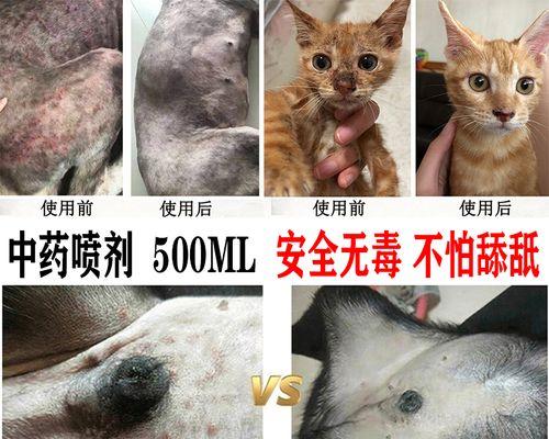 小猫头上长癣应该购买哪种药物？如何正确使用？