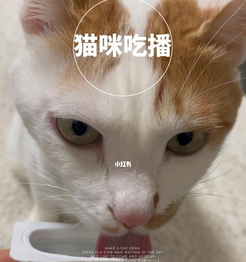 小猫为什么喜欢喝酸奶？酸奶对猫咪健康有哪些好处？