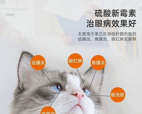 小猫消炎应该使用哪种眼药水？如何正确给小猫滴眼药水？