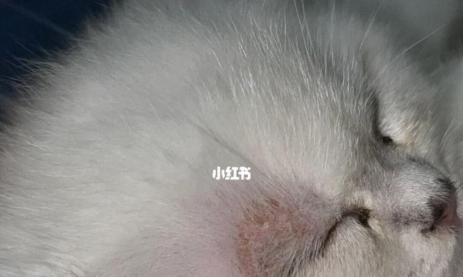 小猫咪长猫藓了怎么办？如何有效治疗和预防？