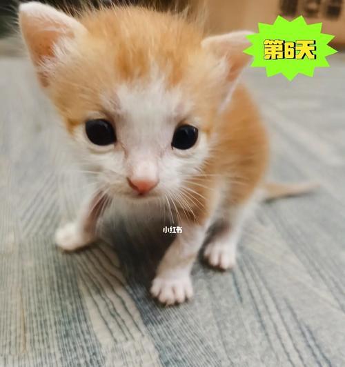 小奶猫要买什么东西吗？必备用品清单大公开！