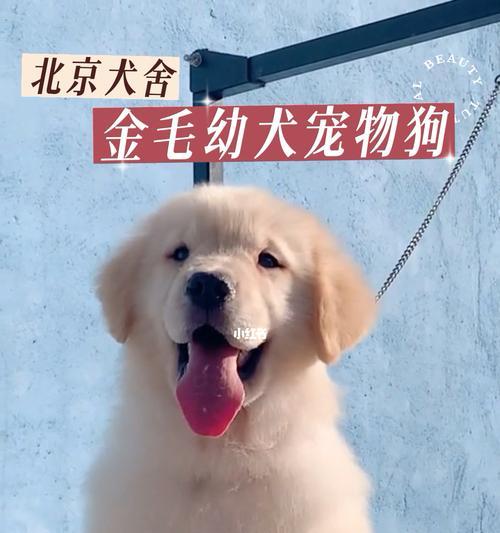 幼犬仰着睡是正常的吗？背后的原因是什么？