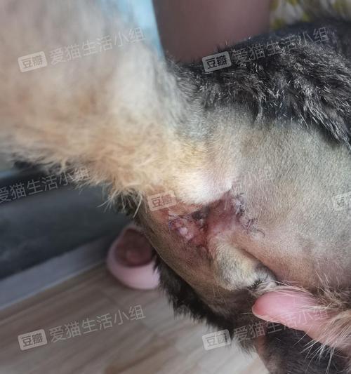 猫咪肛门腺清理方法是什么？清理后需要注意什么？