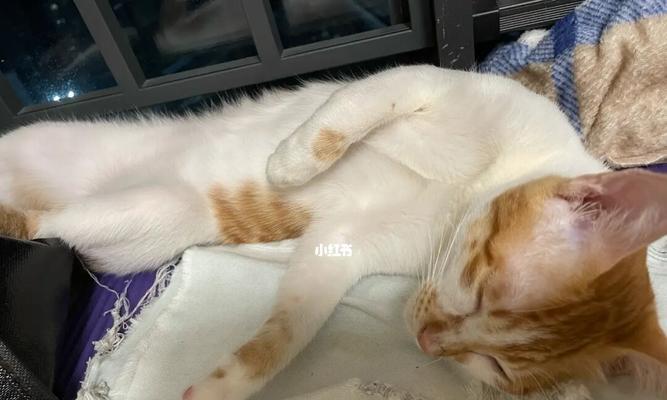 猫咪夜间活动频繁怎么办？有效防止猫咪吵闹的技巧有哪些？