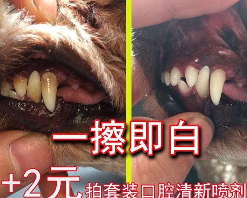 狗狗牙结石是什么样子？如何识别和处理？