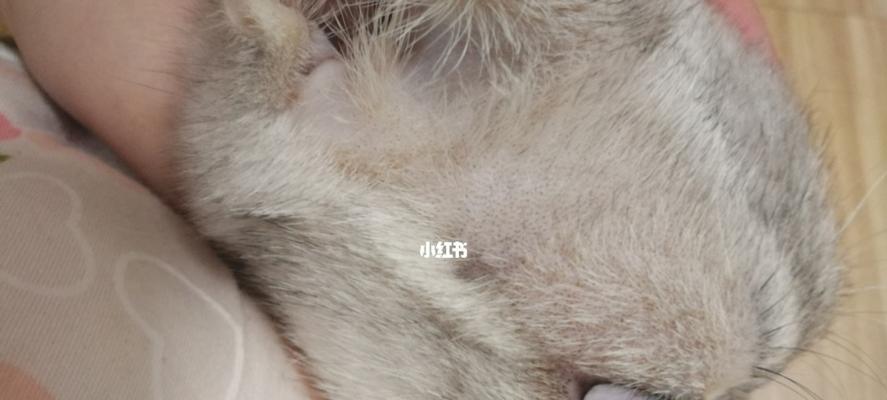 怎么判断猫猫得了猫痫？早期症状和诊断方法是什么？