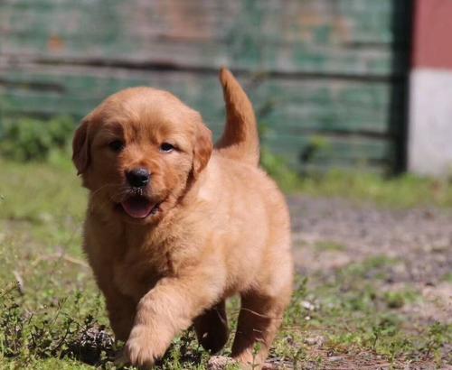 怎么挑选金毛幼犬纯种？纯种金毛幼犬的特征有哪些？