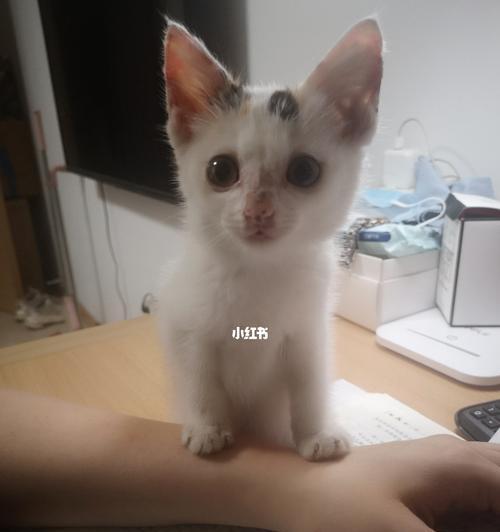 怎样让刚买的小猫听话？新宠物适应期的训练技巧是什么？