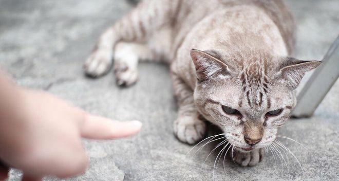 怎样让陌生猫咪喜欢你？接触新猫的正确方法是什么？