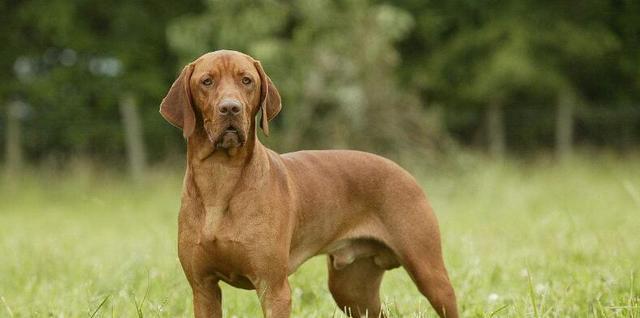 中国什么犬种最适合做猎犬？猎犬选择的常见问题有哪些？