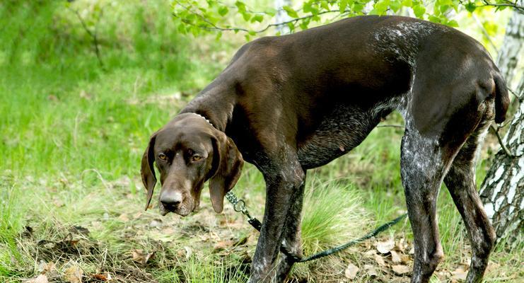 中国最适合打猎的犬种有哪些？它们的特点是什么？