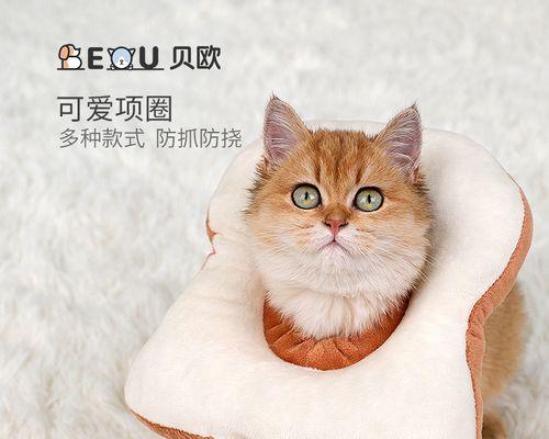 产后猫咪绝育的最佳时间是什么时候？