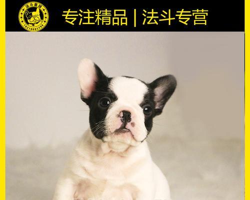 法牛犬怀孕多少天会生产？如何准备迎接小狗出生？