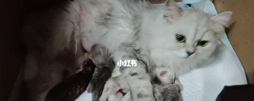 刚出生一天的小猫死了怎么办？常见原因及预防措施是什么？