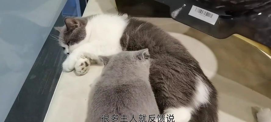 刚买回家的猫咪打喷嚏怎么办？常见原因及解决方法是什么？