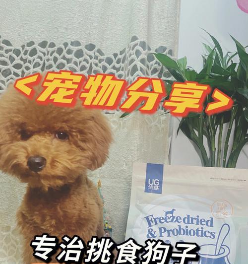 给幼犬泡狗粮到几个月合适？正确泡狗粮的方法是什么？