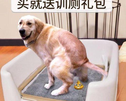 狗的大便什么样才正常？如何判断狗狗的健康状况？