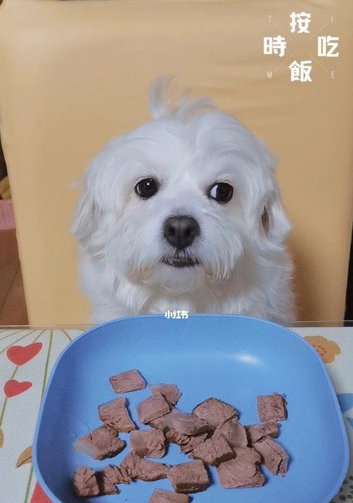 狗狗不好好吃饭怎么办？有效提高宠物食欲的方法是什么？