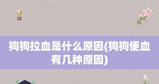 狗狗肠道异物导致便血怎么办？常见处理方法有哪些？