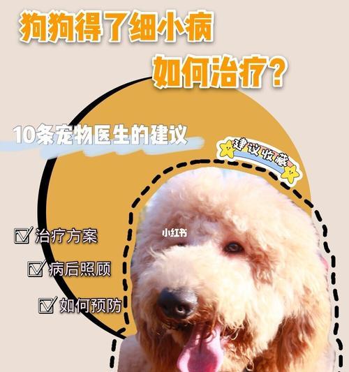 狗狗感冒时能否接种疫苗？接种疫苗的正确时机是什么时候？