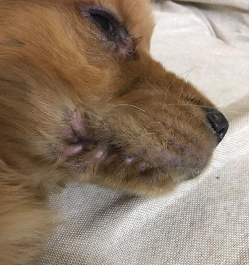 狗狗接触了犬瘟怎么办？如何进行紧急处理和预防措施？