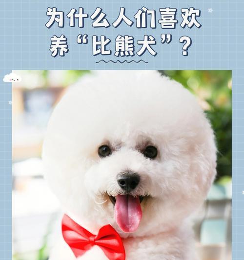 比熊犬可以吃驴肝吗？有哪些健康风险？