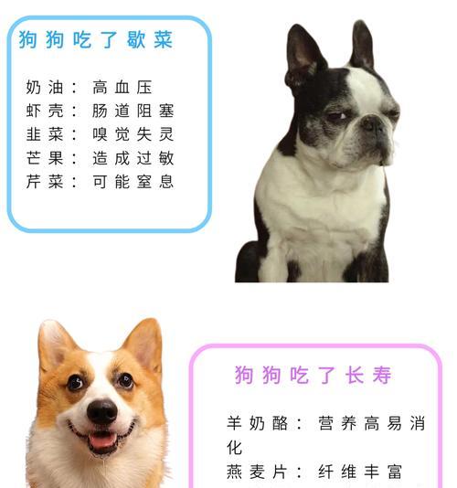 比熊犬可以吃多少虾？虾对狗狗的健康有何影响？