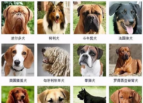 六个月中型犬的标准食量是多少？如何判断是否过量？