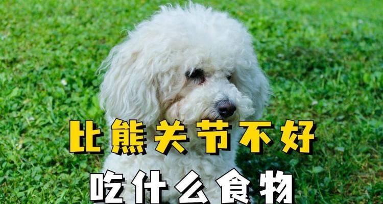 六斤比熊能吃多少鸡胸肉？鸡胸肉对比熊犬的健康影响如何？