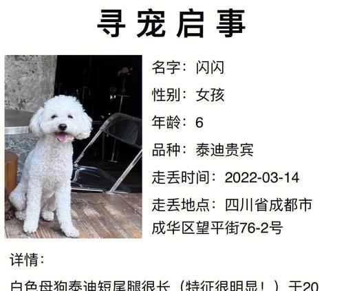 成都成犬泰迪的出售价格是多少？购买时需要注意什么？