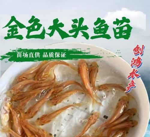 大头鱼苗的最佳食物搭配是什么？如何确保营养均衡？