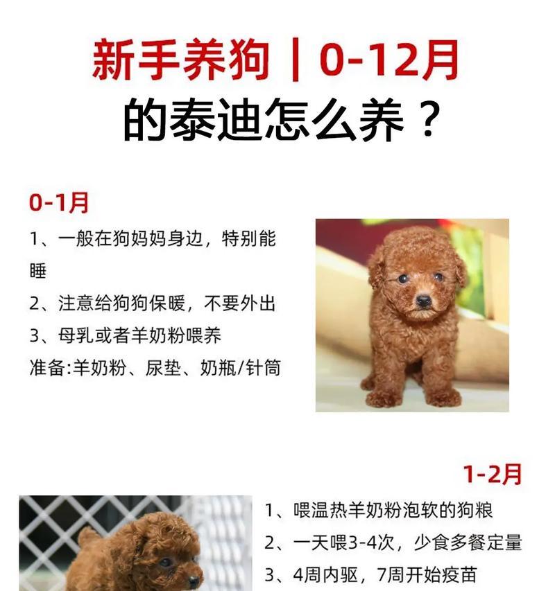 半体大泰迪成年后的体重是多少？